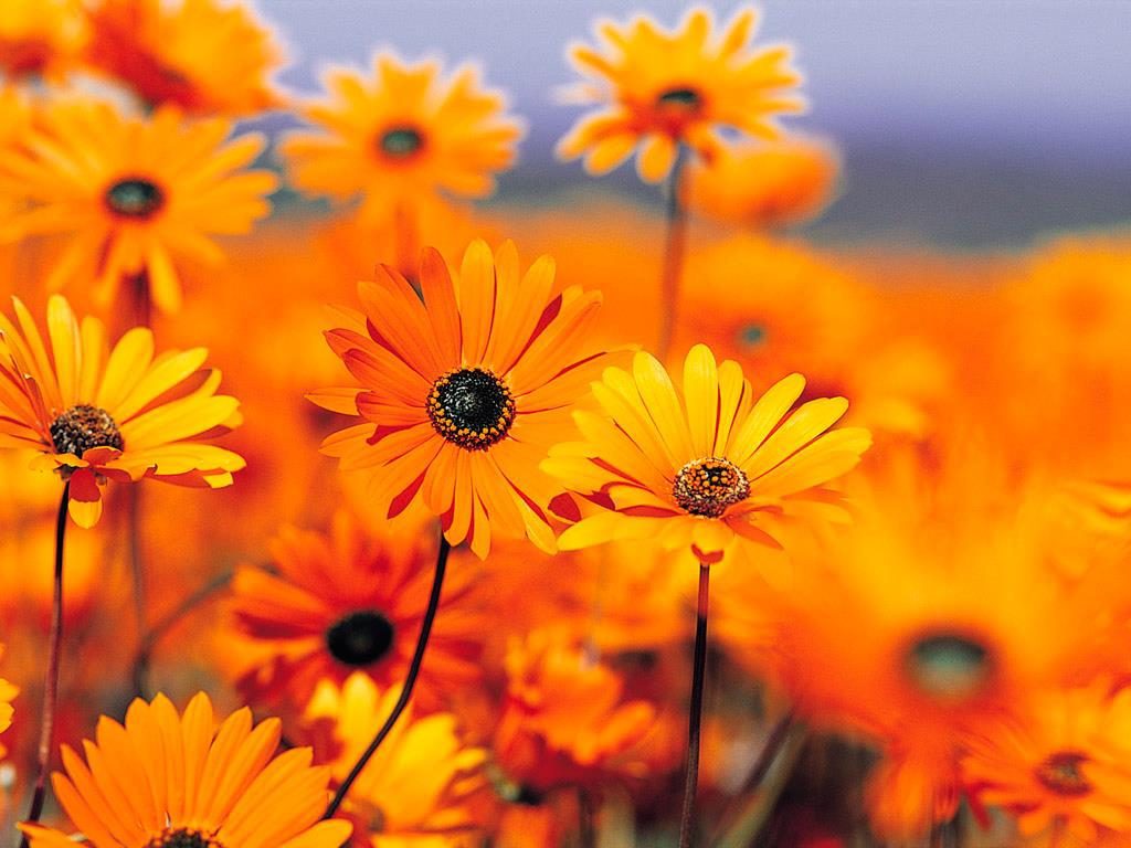 هدی آقابابایی
